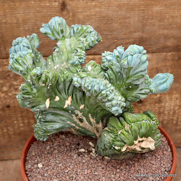 MYRTILLOCACTUS GEOMETRIZANS STRICTUS