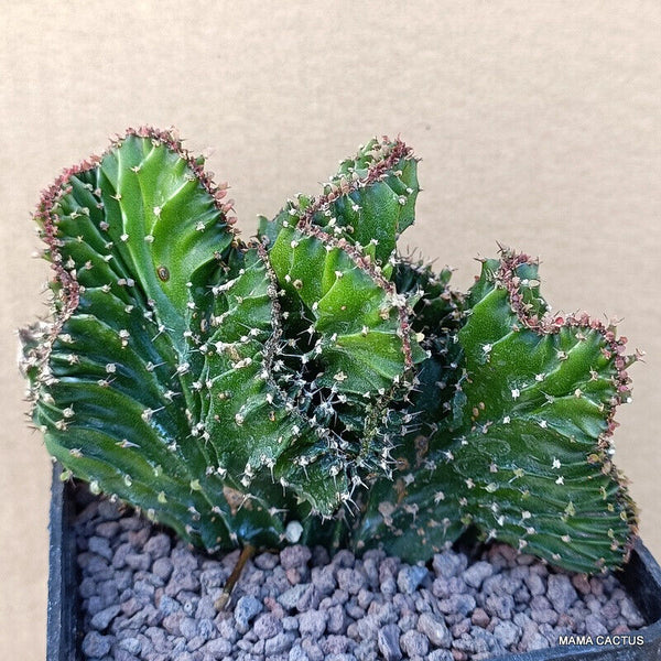 EUPHORBIA ECHINUS CRESTED