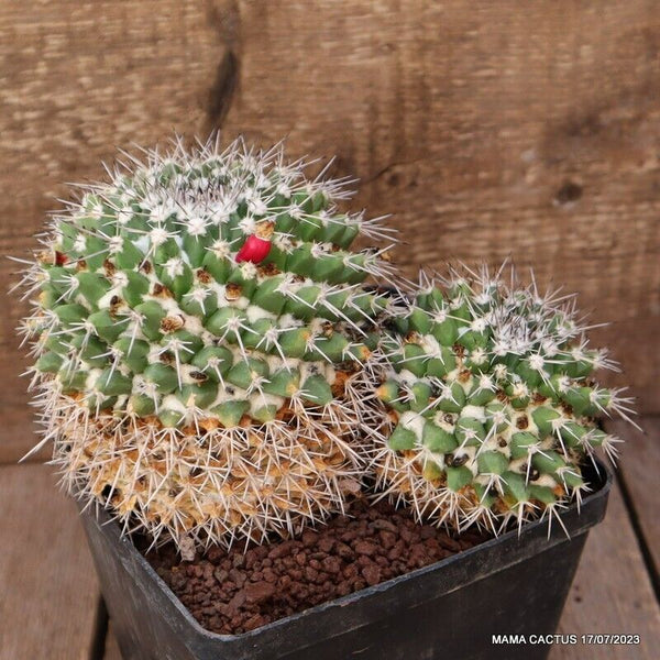 MAMMILLARIA NEJAPENSIS