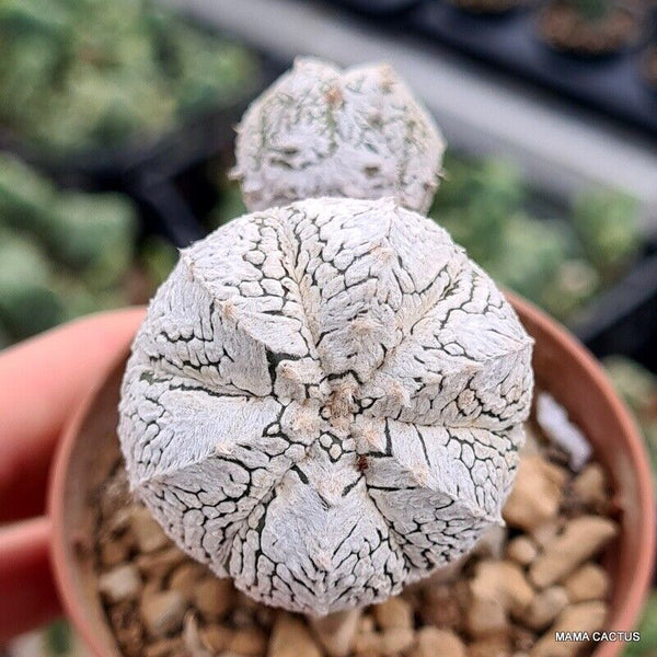 ASTROPHYTUM SUPER KABUTO V TYPE GRAFT