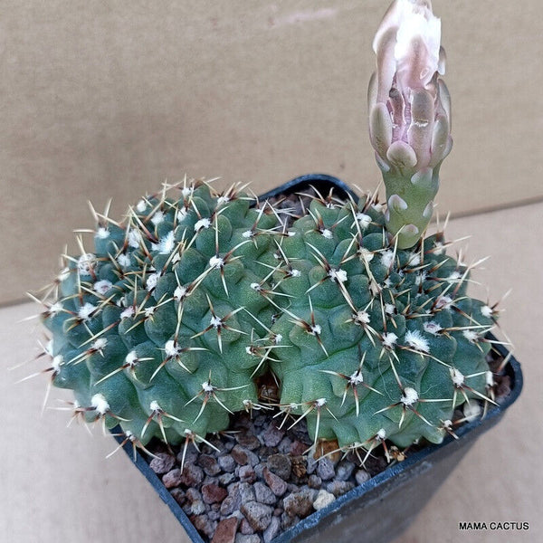 GYMNOCALYCIUM BALDIANUM DICHOTOMIC