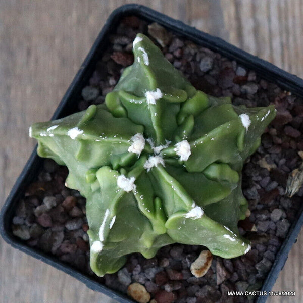 ASTROPHYTUM MYRIOSTIGMA FUKURYU