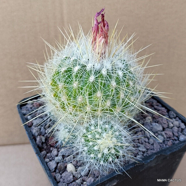 A3740 THELOCACTUS MACDOWELLII pot 10 cm H 5 cm W 8,5 cm MaMa Cactus