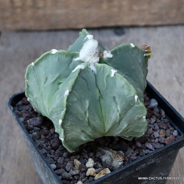 ASTROPHYTUM MYRIOSTIGMA FUKURYU