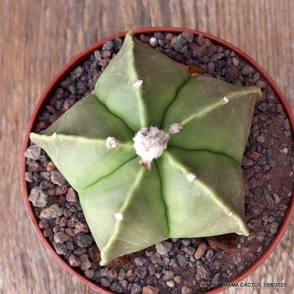 ASTROPHYTUM MYRIOSTIGMA NUDUM