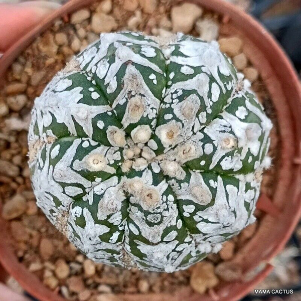ASTROPHYTUM SUPER KABUTO V TYPE GRAFT