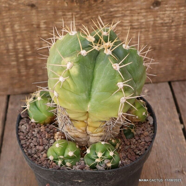 GYMNOCALYCIUM HORSTII