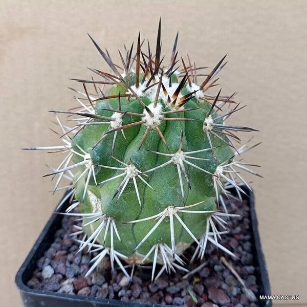 COPIAPOA ECHINATA