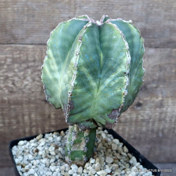 ASTROPHYTUM MYRIOSTIGMA GRAFTED