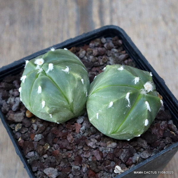ASTROPHYTUM MYRIOSTIGMA DICHOTOMIC