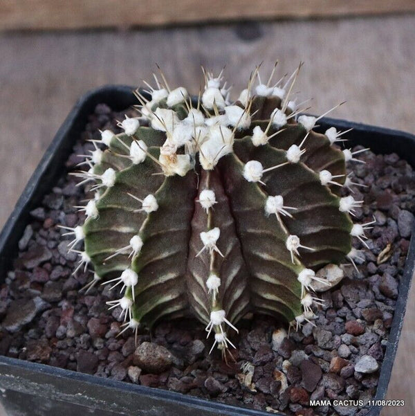 GYMNOCALYCIUM FRIEDRICHII