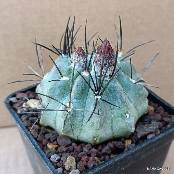NEOPORTERIA PAUCICOSTATA