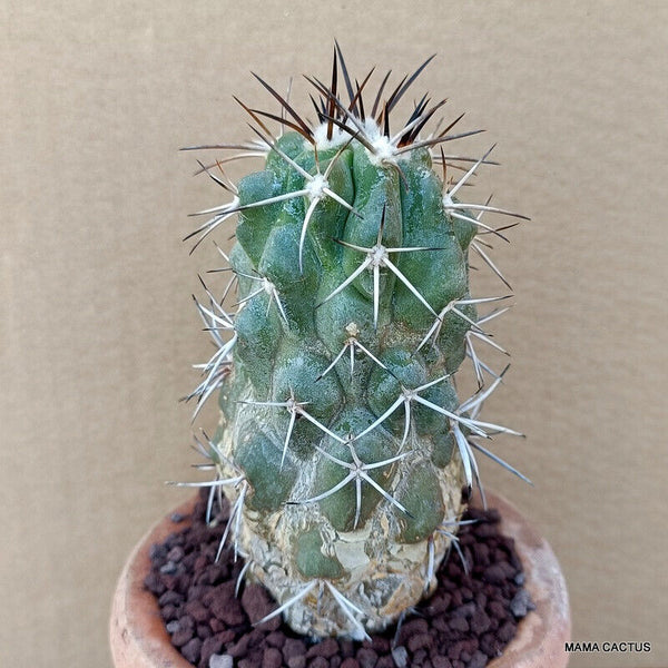 COPIAPOA BRIDGESII