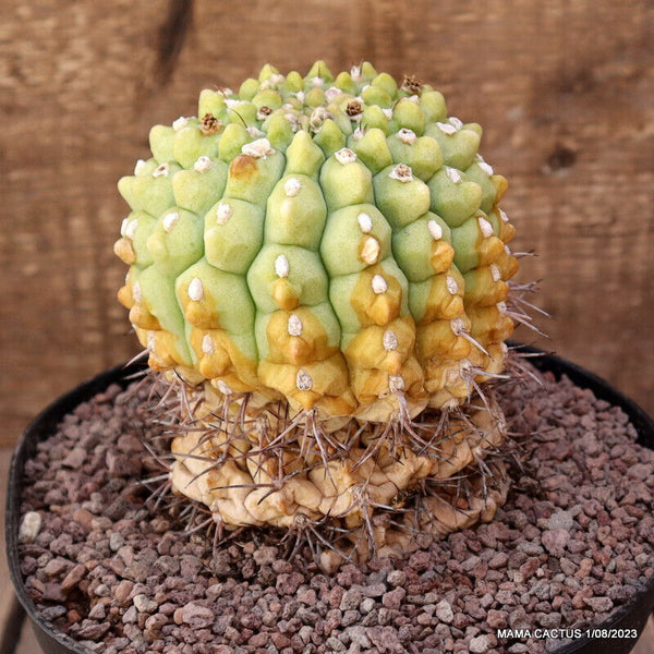 GYMNOCALYCIUM INERMIS