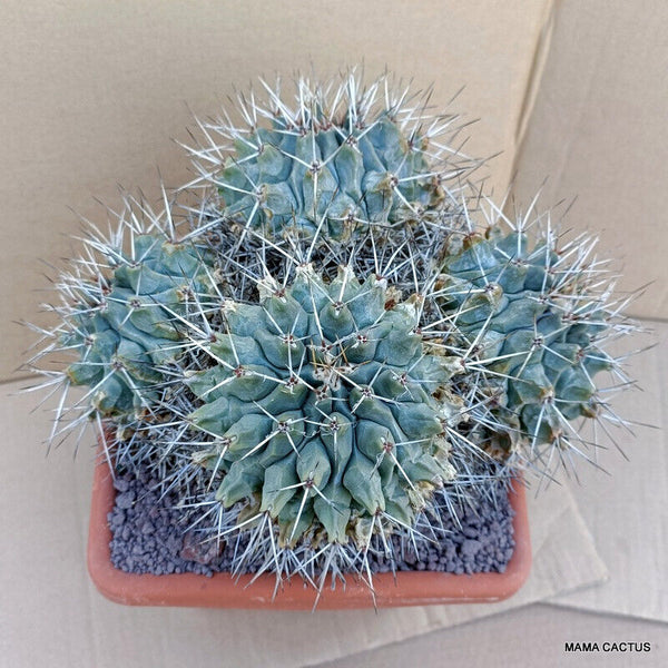A7816 THELOCACTUS RINCONENSIS pot 20 cm H 15 cm W 26 cm MaMa Cactus