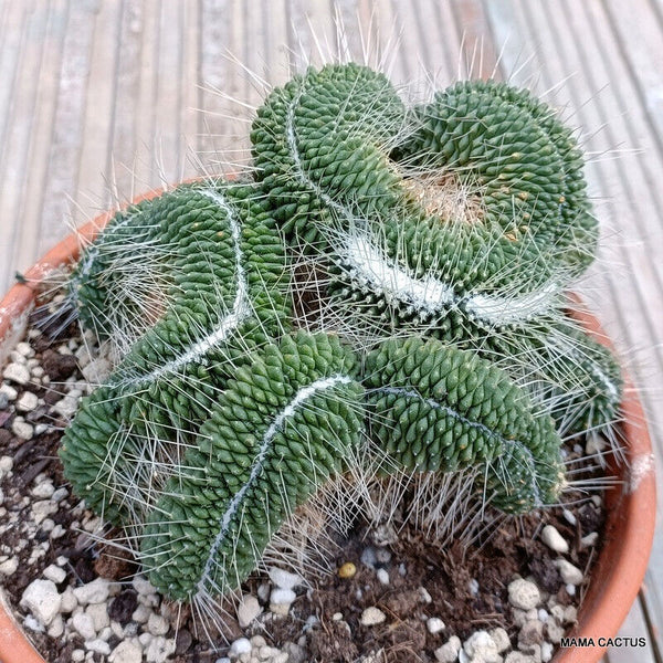 MAMMILLARIA UNPICO CRESTED