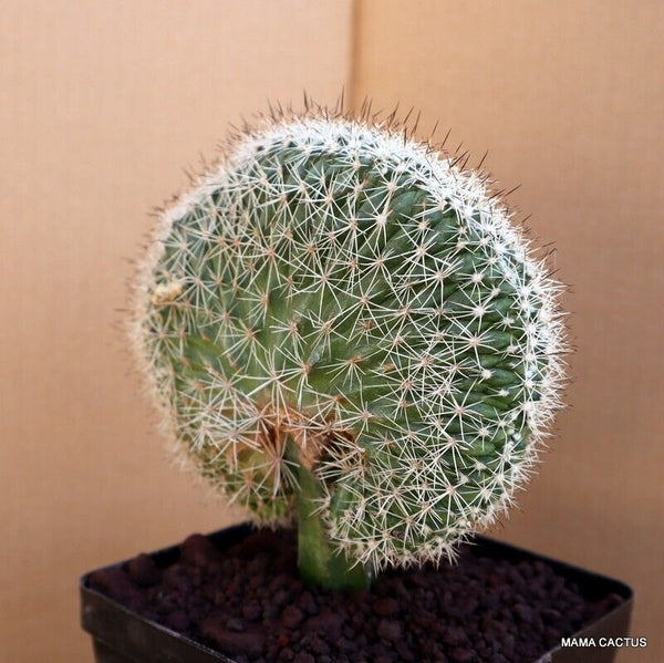 A7157 GYMNO. HORRIPILUS CRESTED GRAFTED pot 9 cm H 14 cm W 11,5 cm MaMa Cactus