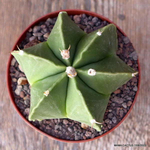 ASTROPHYTUM MYRIOSTIGMA X ORNATUM