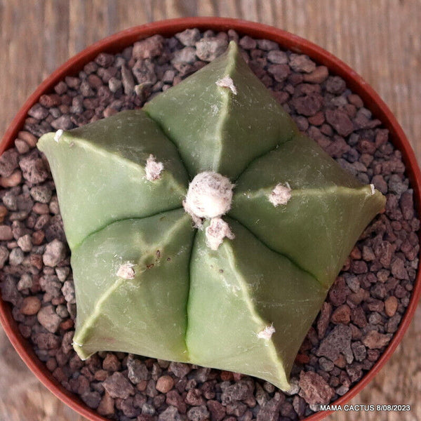 ASTROPHYTUM MYRIOSTIGMA NUDUM