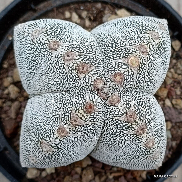 ASTROPHYTUM MYRIOSTIGMA ONZUKA V TYPE