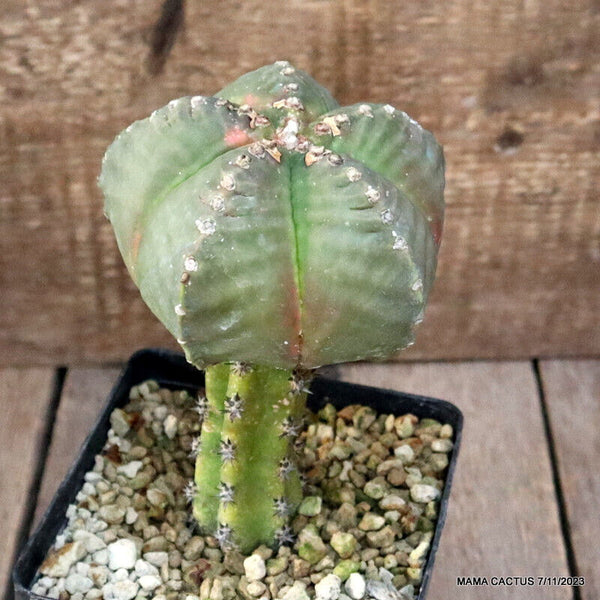 ASTROPHYTUM MYRIOSTIGMA KIKKO GRAFTED