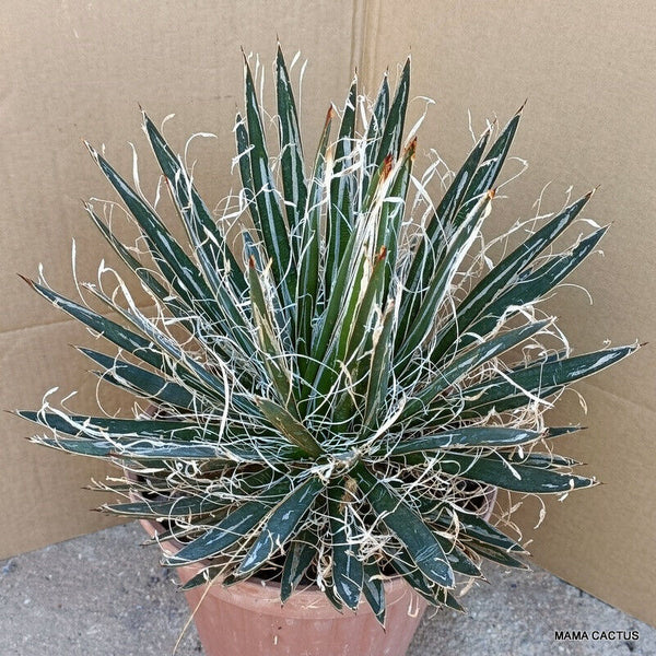 AGAVE SCHIDIGERA WHITE