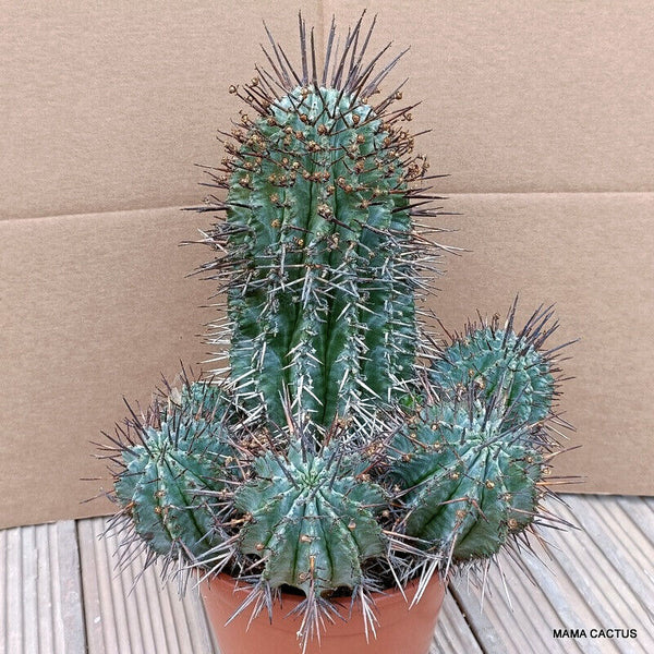 EUPHORBIA HORRIDA CLUSTER OLD