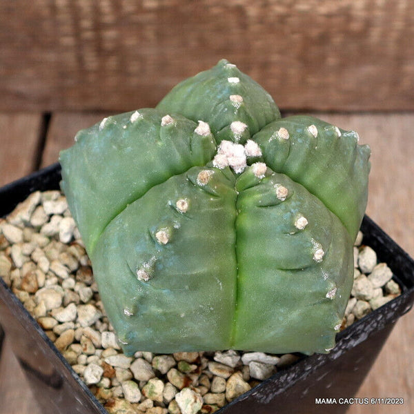 ASTROPHYTUM MYRIOSTIGMA KIKKO GRAFTED