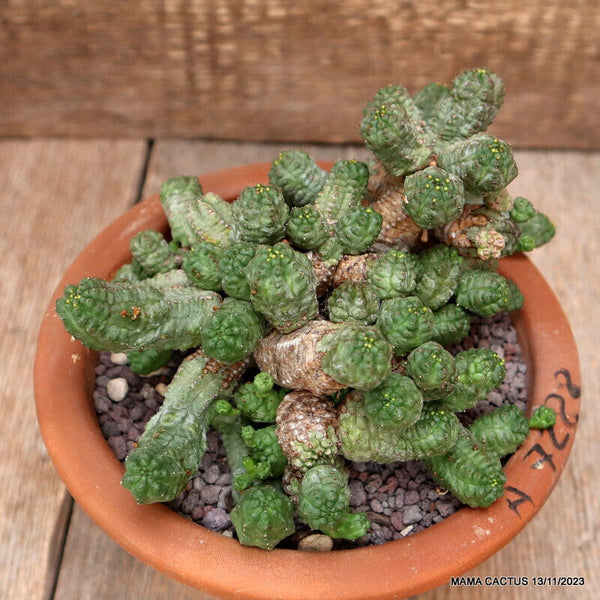 EUPHORBIA PSEUDOGLOBOSA BIG CAUDEX