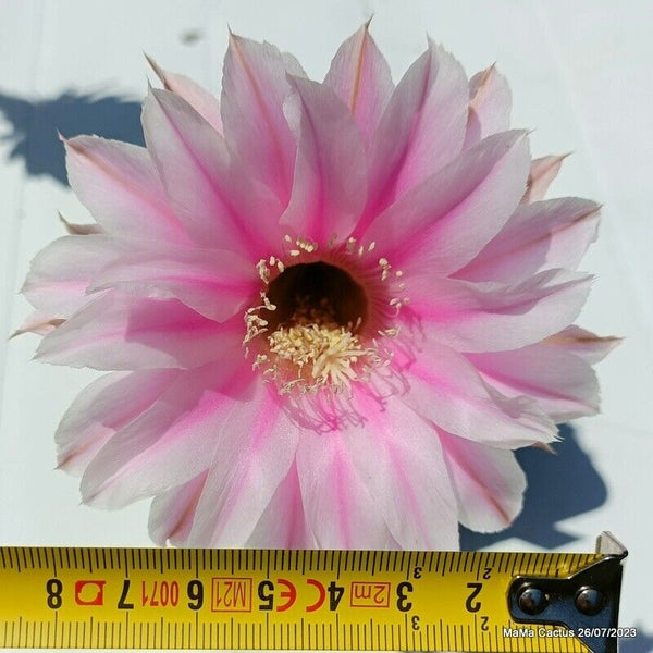 Flower  MaMa Cactus
