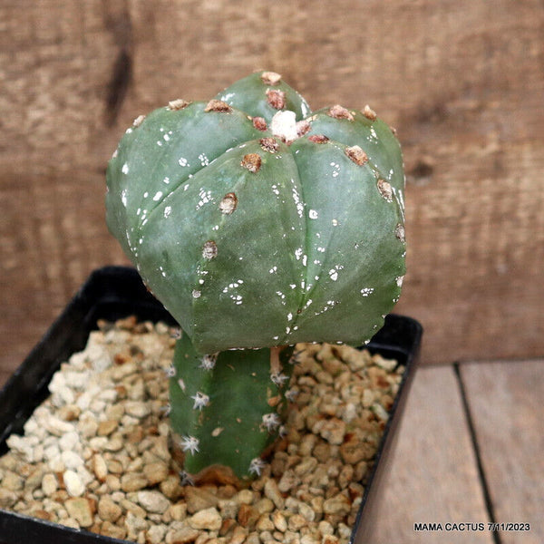 ASTROPHYTUM MYRIOSTIGMA GRAFTED