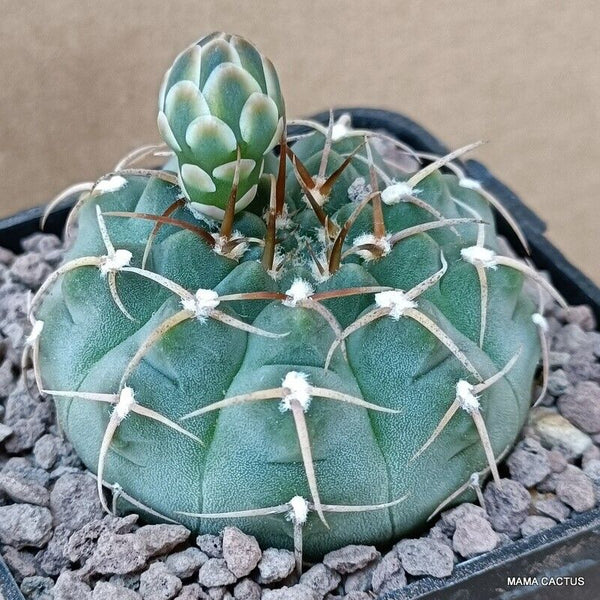 GYMNOCALYCIUM VATTERI