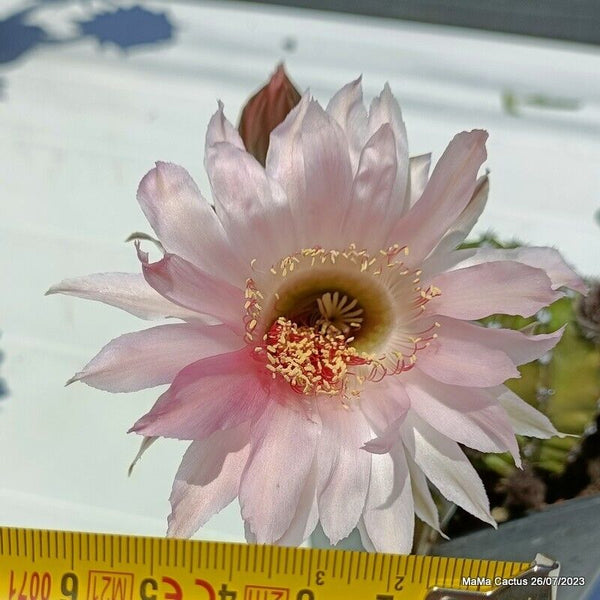 Flower  MaMa Cactus