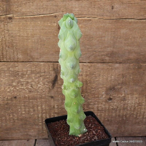 MYRTILLOCACTUS FUKUROKURIUZINBOKU