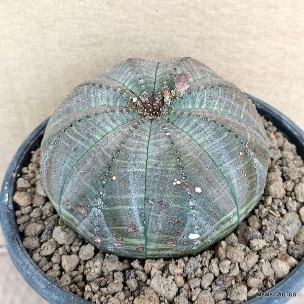EUPHORBIA OBESA SYMMETRICA