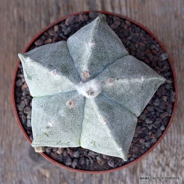ASTROPHYTUM MYRIOSTIGMA PENTACOSTATUM