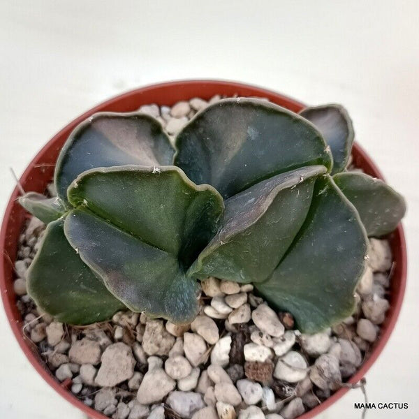 ASTROPHYTUM MYRIOSTIGMA NUDUM DICHOTOMIC