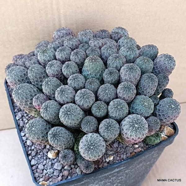 SULCOREBUTIA RAUSCHII COMPACT FORM