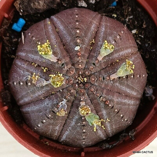 EUPHORBIA OBESA SYMMETRICA