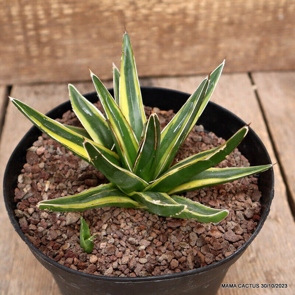 AGAVE REGINAE VICTORIAE VARIEGATED