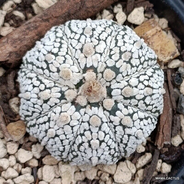 ASTROPHYTUM SUPER KABUTO SNOW
