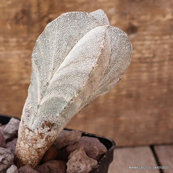 ASTROPHYTUM MYRIOSTIGMA ONZUKA