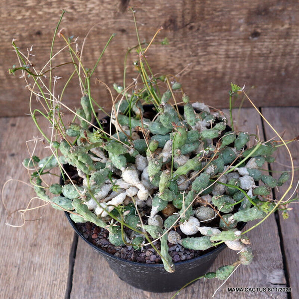 EUPHORBIA GLOBOSA VERY OLD