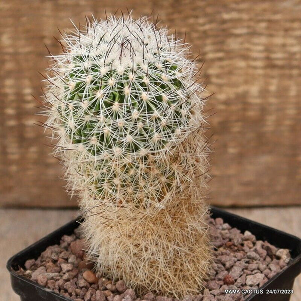 D1894 ECHINOFOSSULOCACTUS ZACATECASENSIS pot9-H13-W6 cm MaMa Cactus