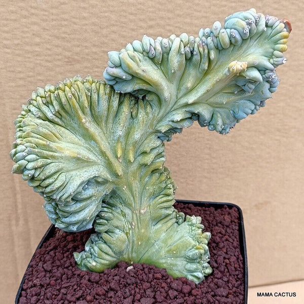 MYRTILLOCACTUS GEOMETRIZANS STRICTUS