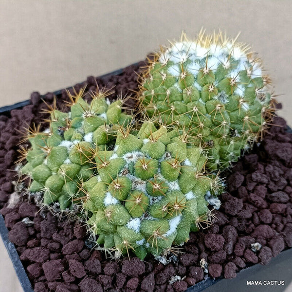MAMMILLARIA MARKSIANA