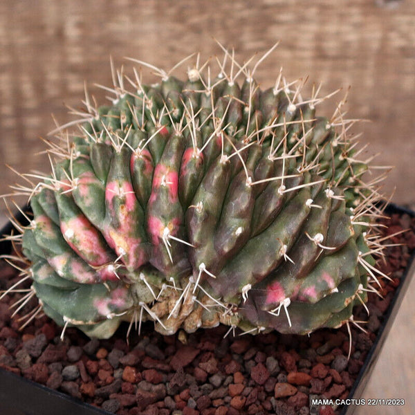 GYMNOCALYCIUM MIHANOVICHII CRESTED VARIEGATED GRAFTED
