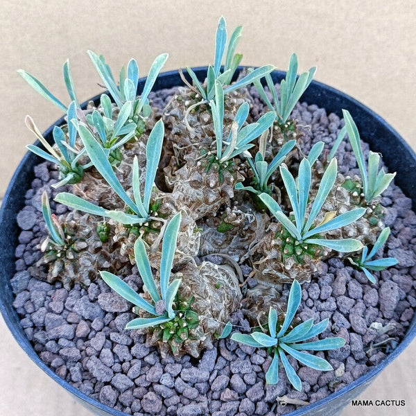 EUPHORBIA JAPONICA COMPACT