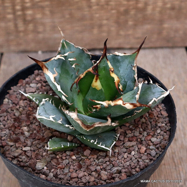 AGAVE TITANOTA