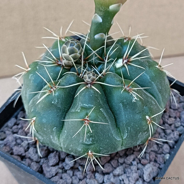 GYMNOCALYCIUM BALDIANUM